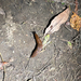 Black Slug