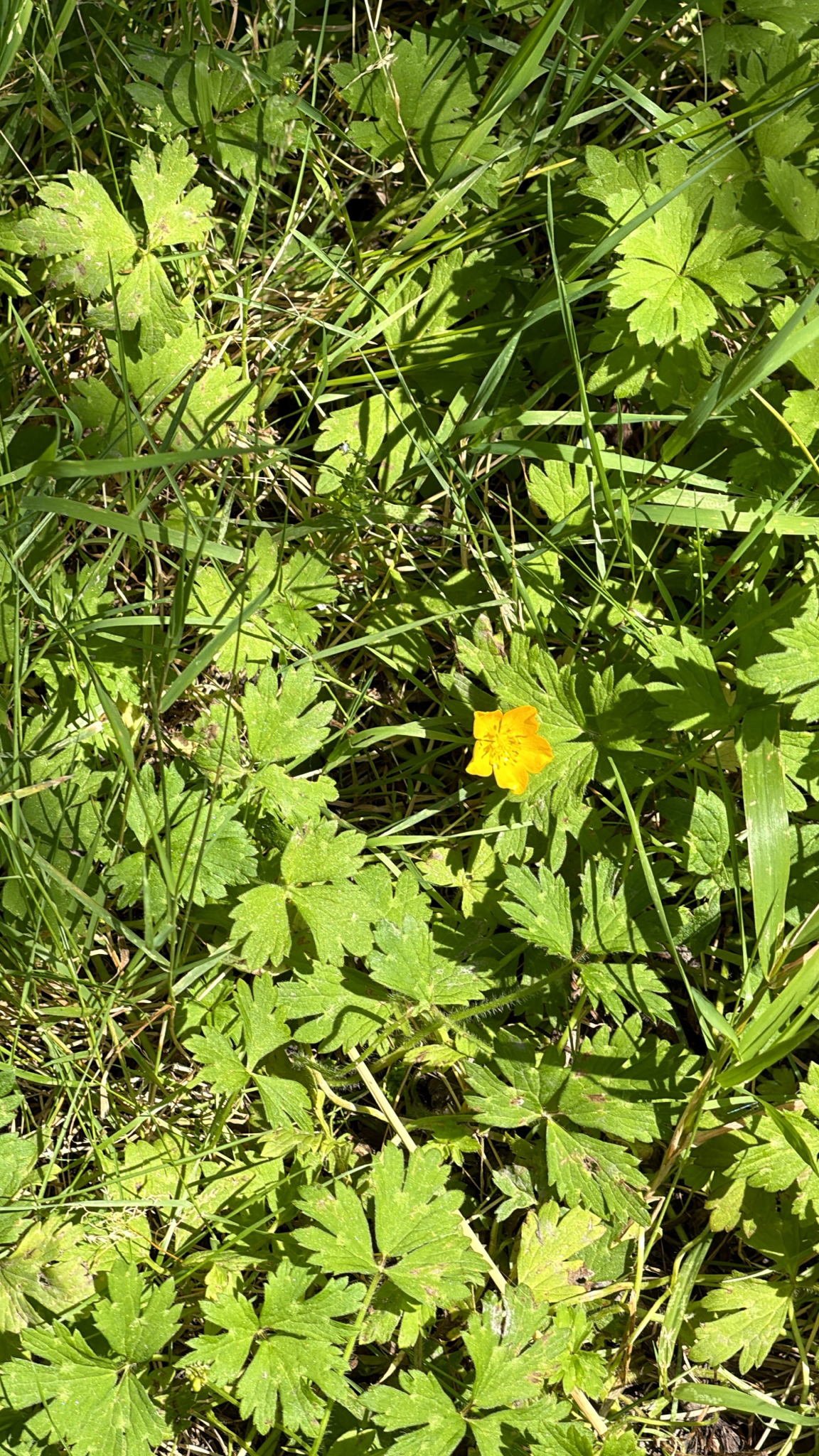 Ranunculus repens