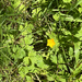 Creeping buttercup