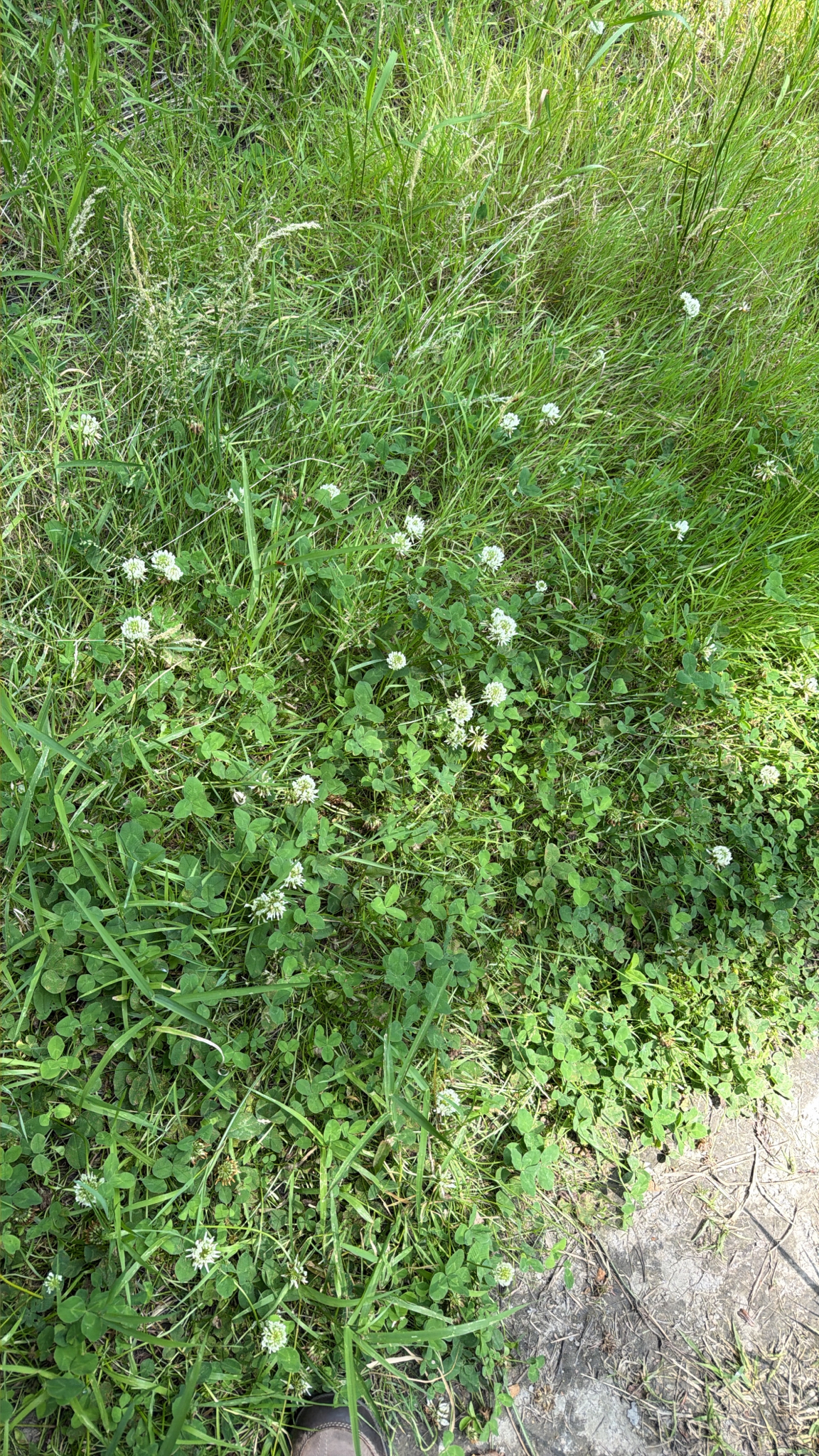 Trifolium repens