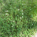 white clover