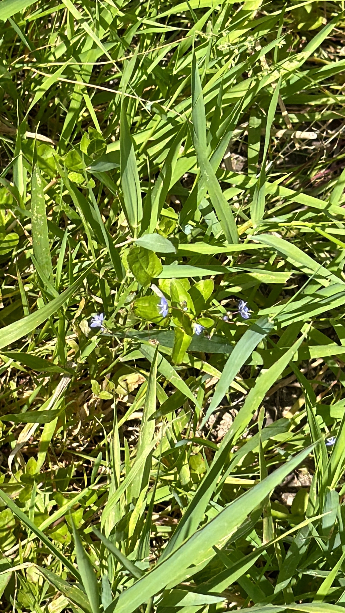 Veronica americana