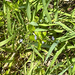 American brooklime