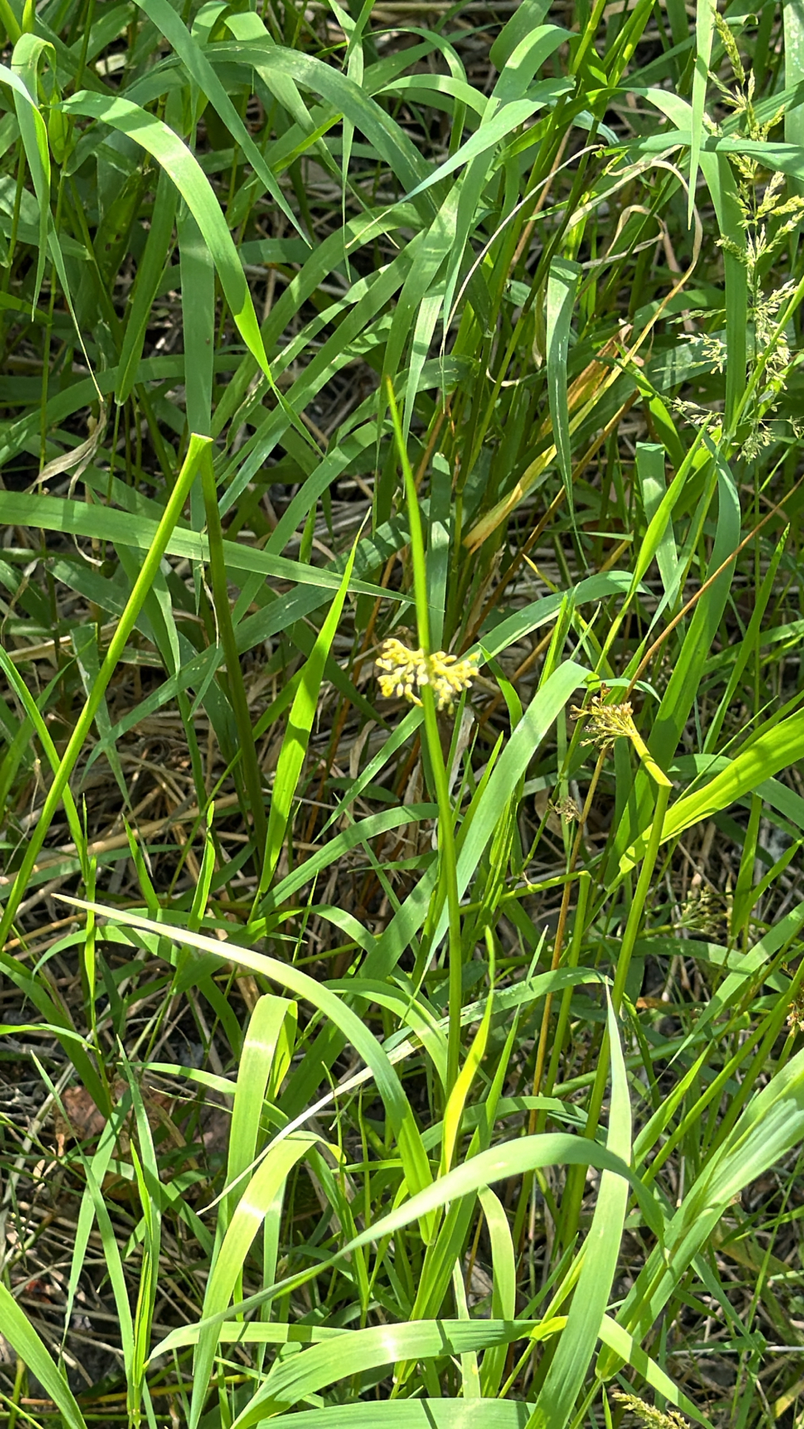 Juncus effusus