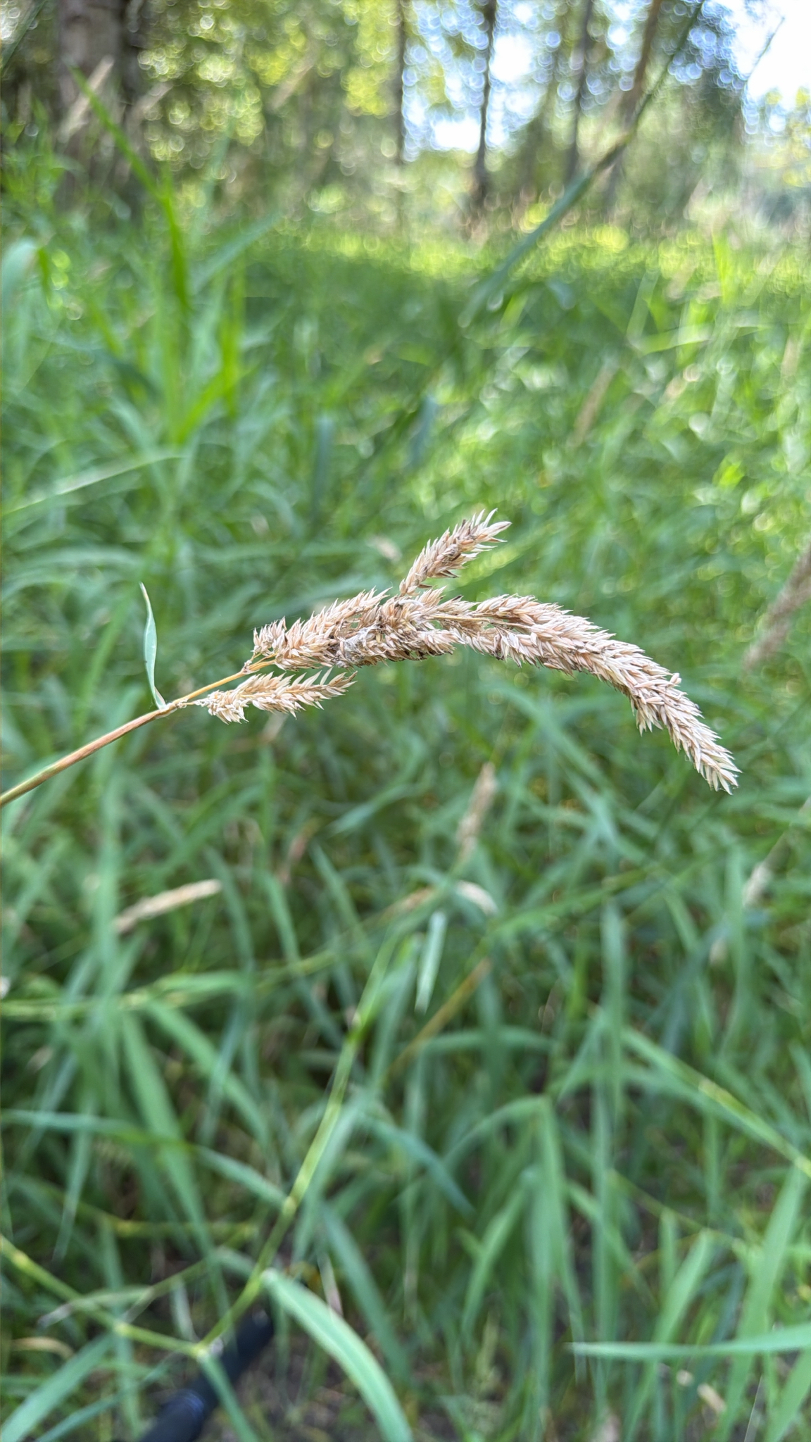 Phalaris arundinacea
