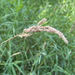 reed canary grass