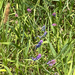 tufted vetch