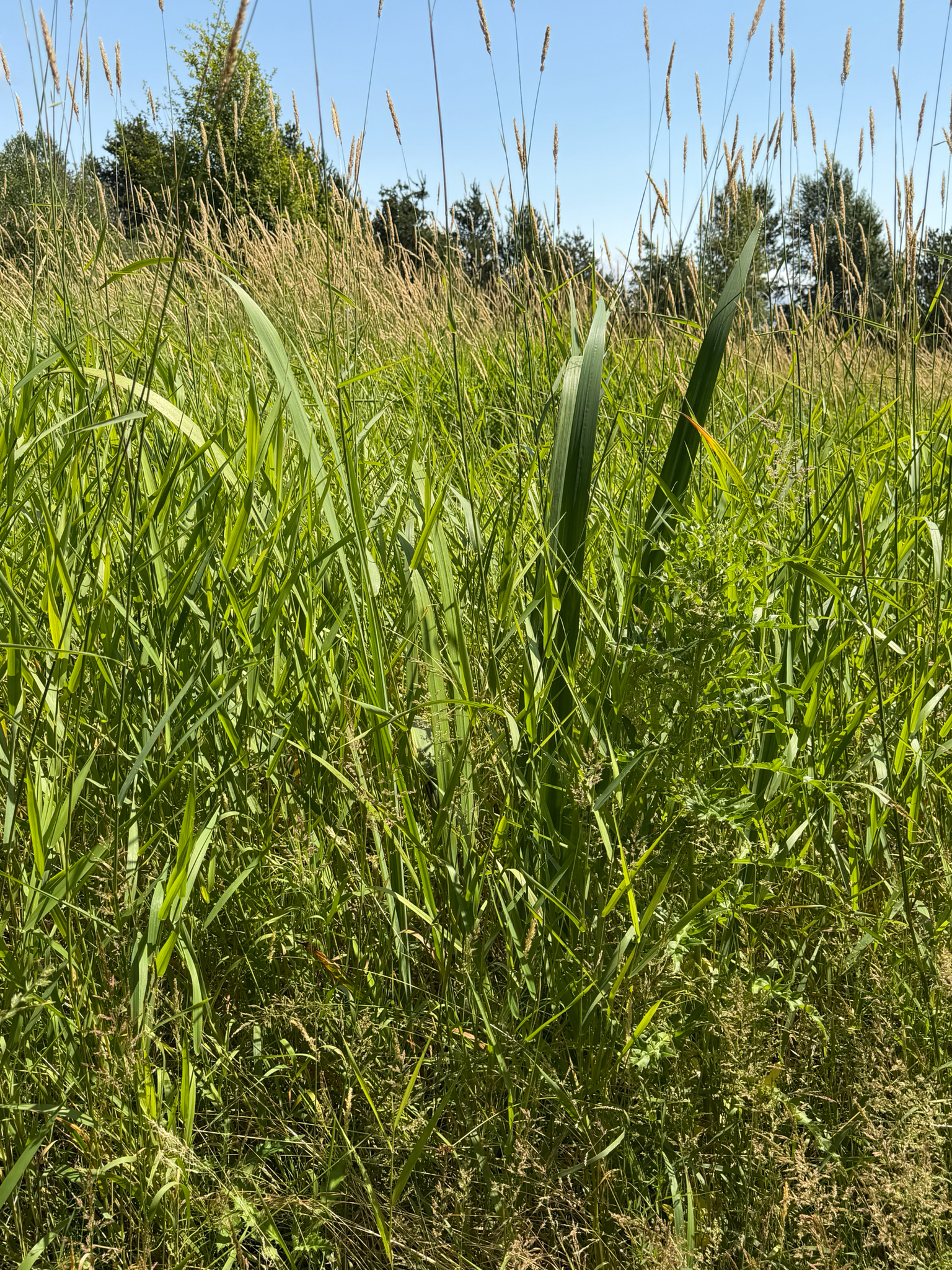 Iris pseudacorus