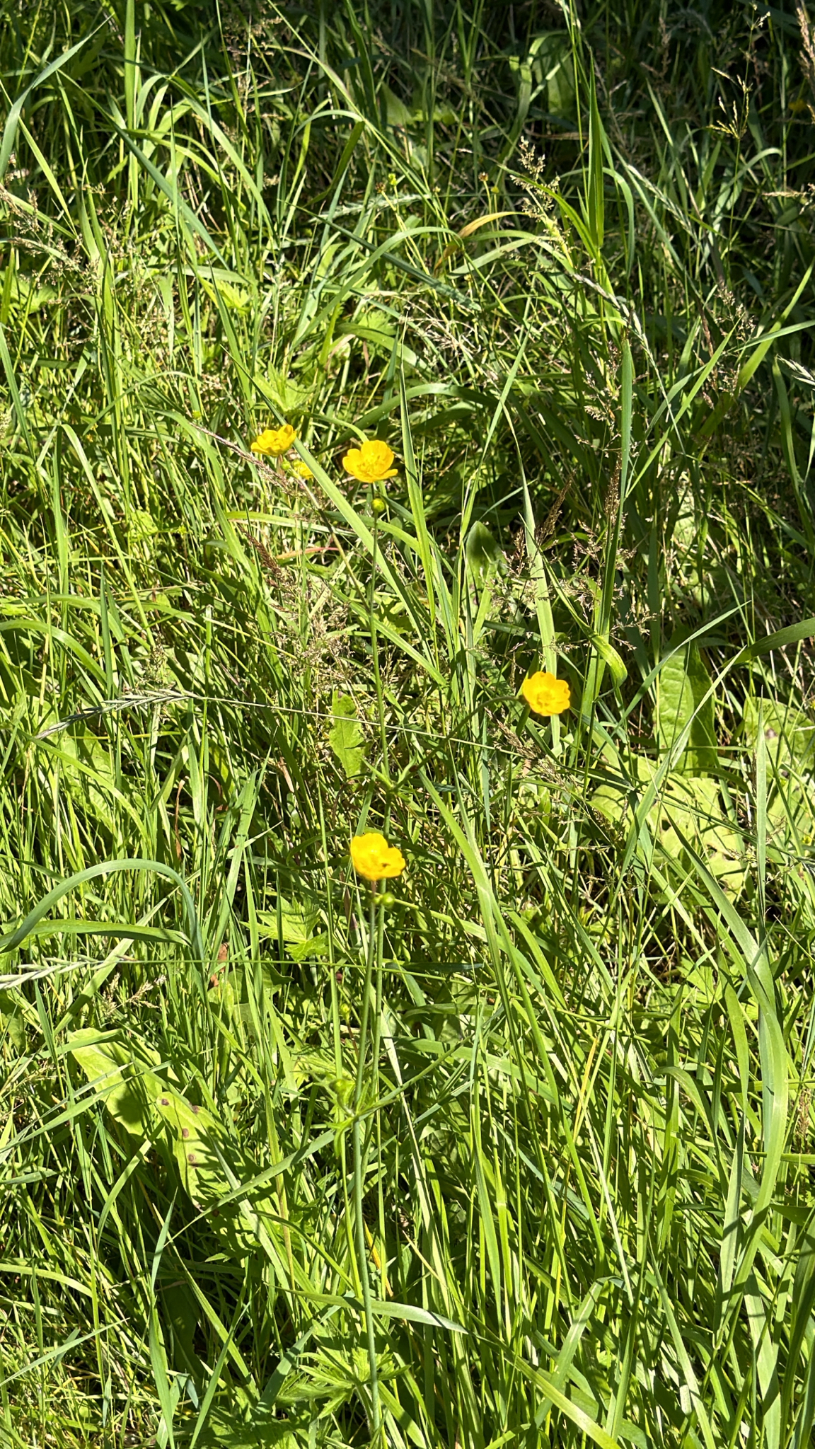 Ranunculus acris