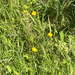 meadow buttercup