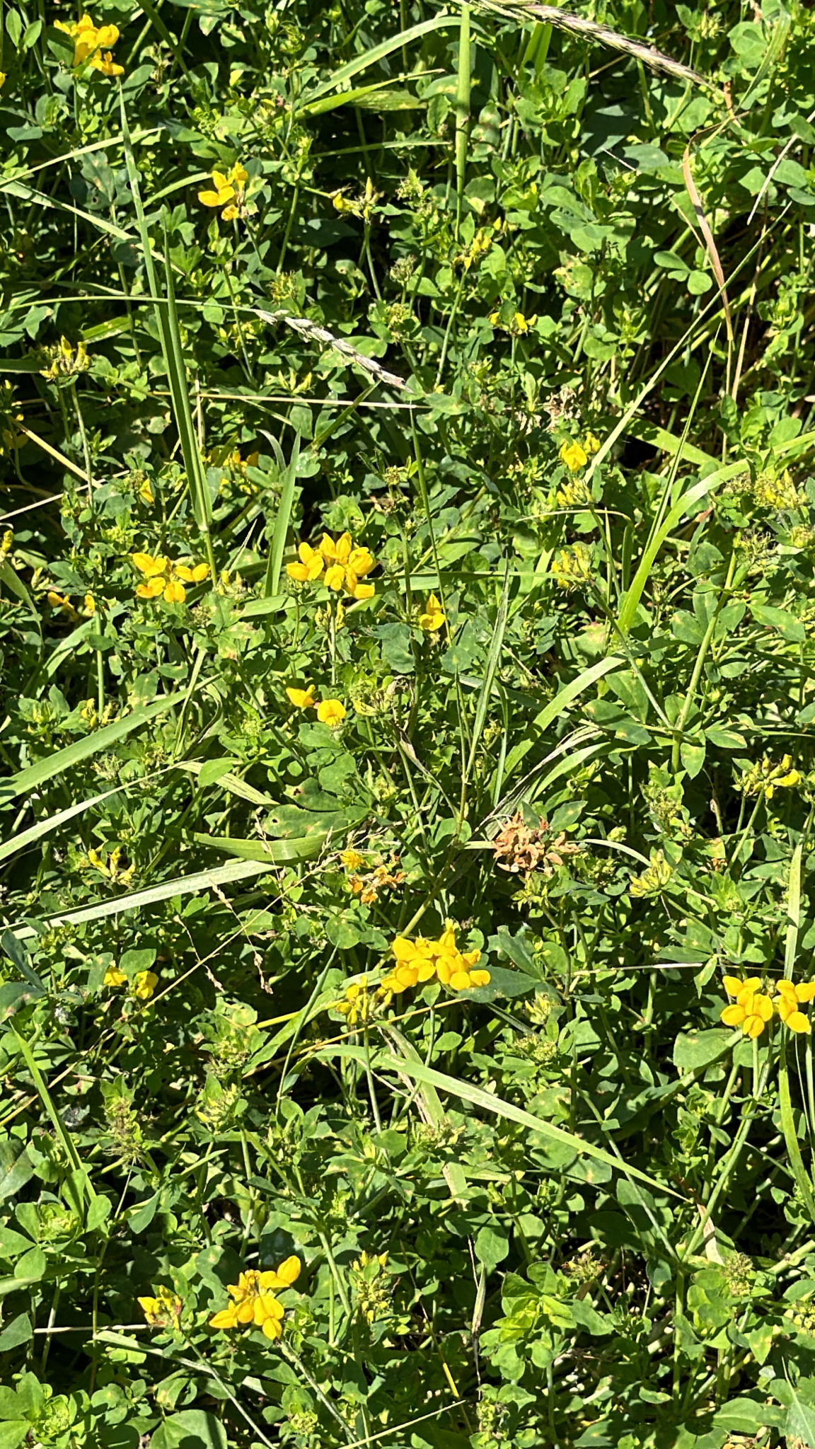 Lotus pedunculatus