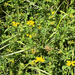 greater bird's-foot-trefoil
