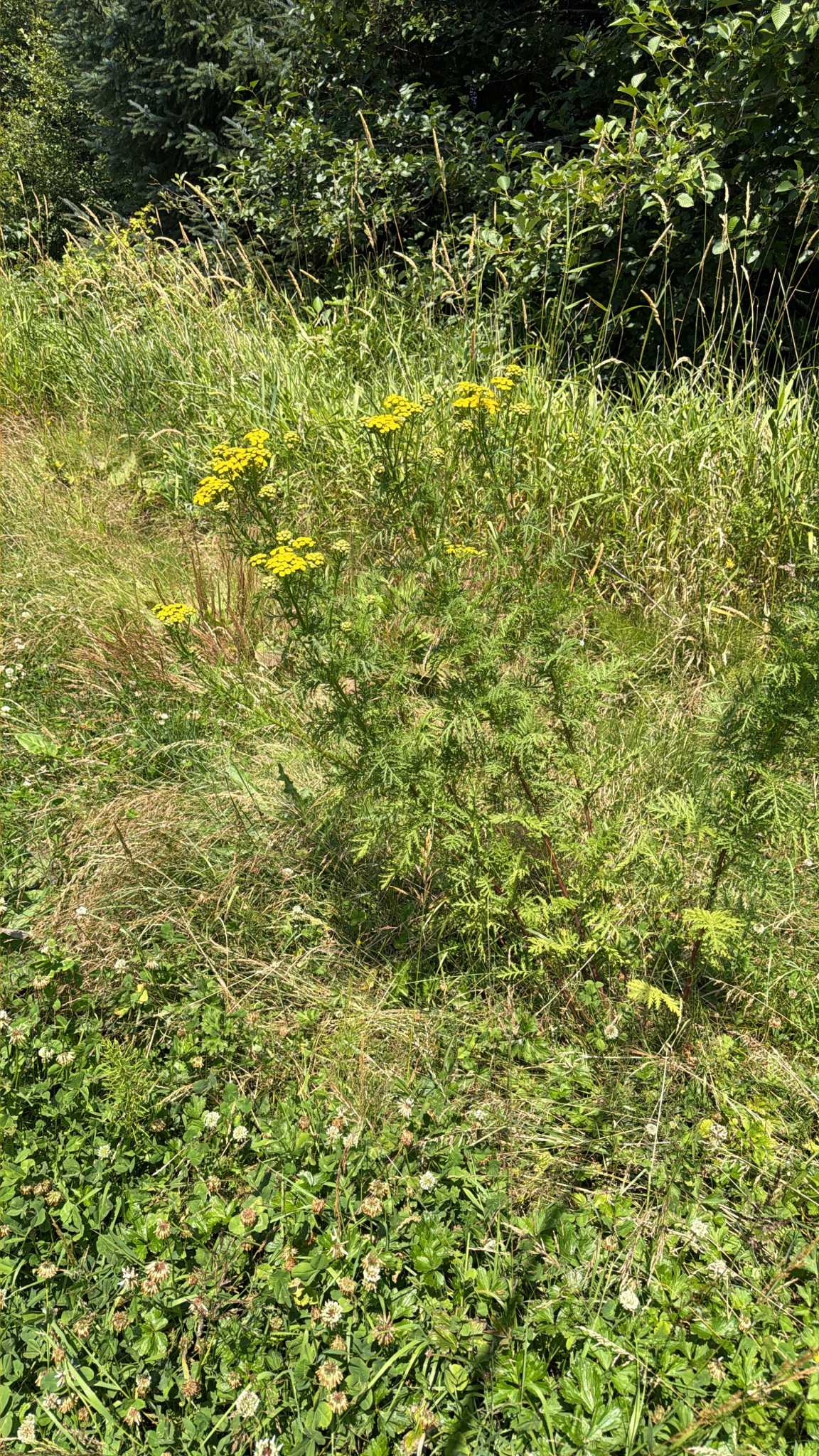 Tanacetum vulgare
