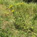 tansy