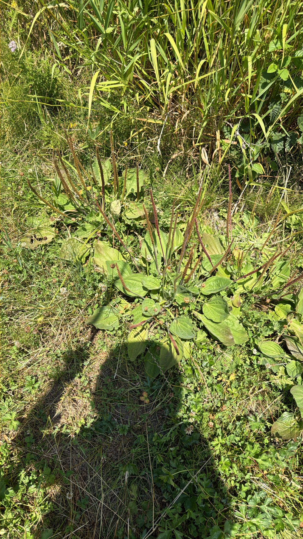 Plantago major