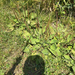 greater plantain