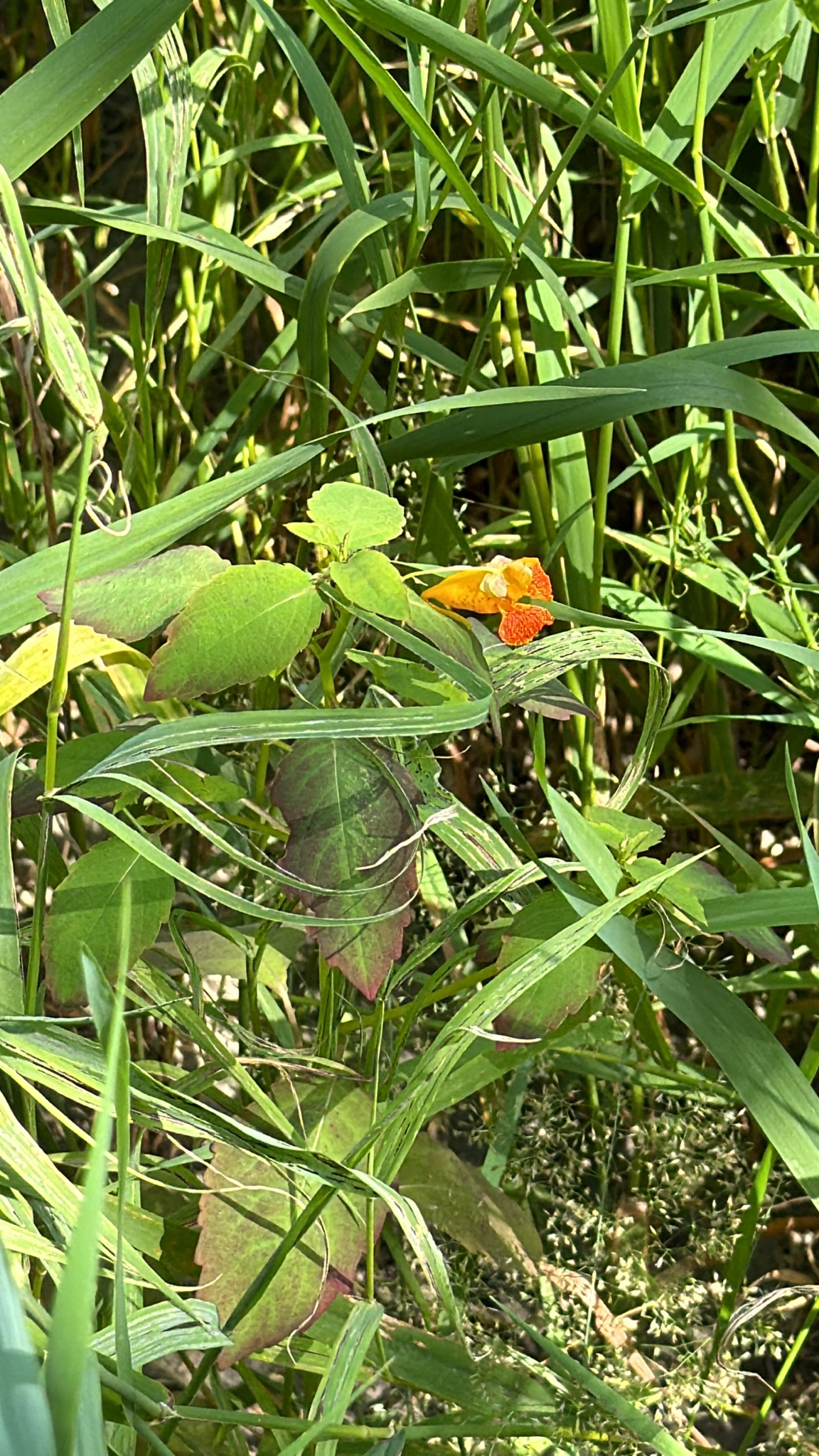 Impatiens capensis
