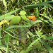 common jewelweed