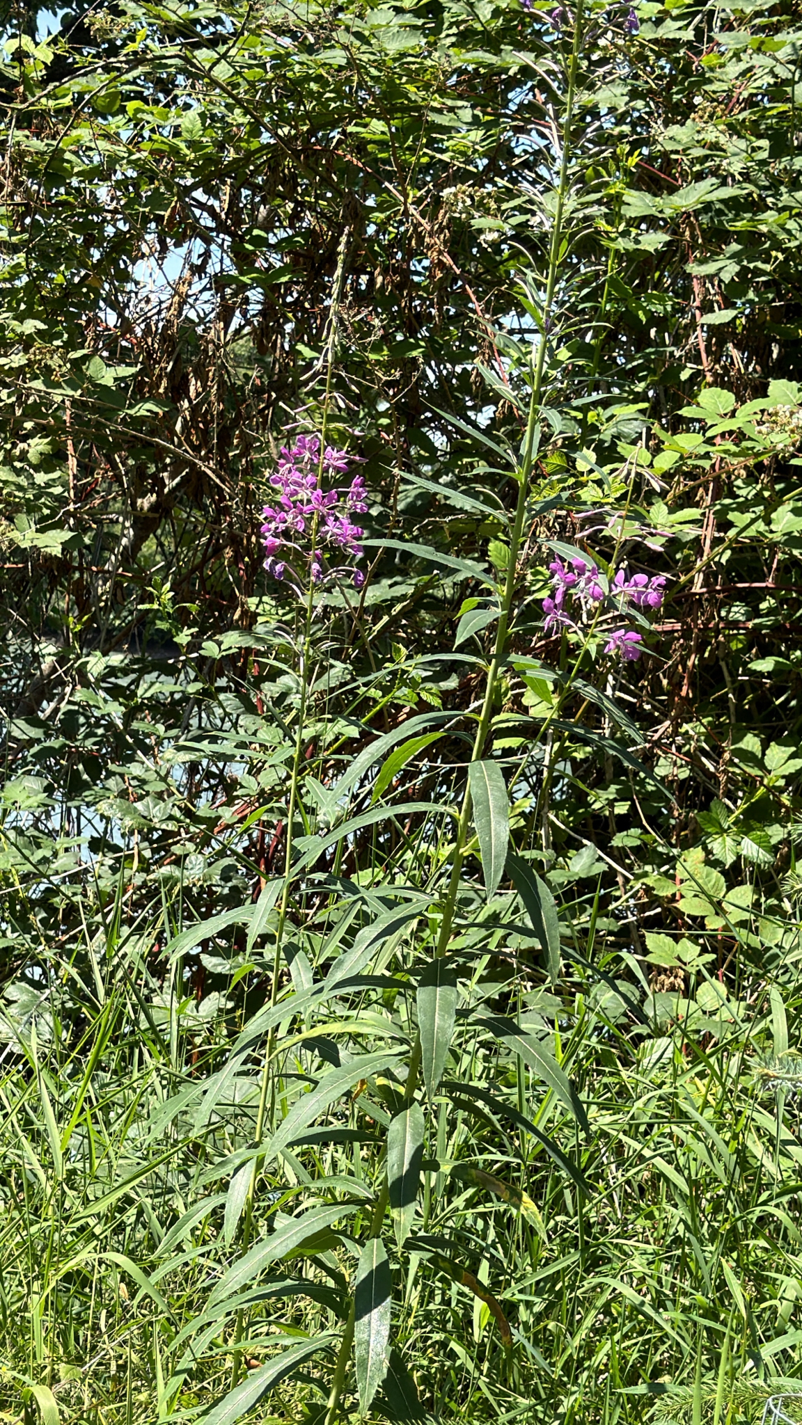 Chamaenerion angustifolium