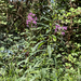 fireweed