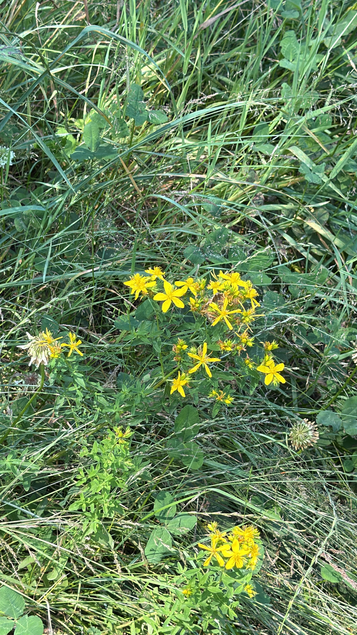 Hypericum perforatum