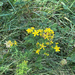 Common St. John's Wort