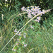 Philadelphia fleabane