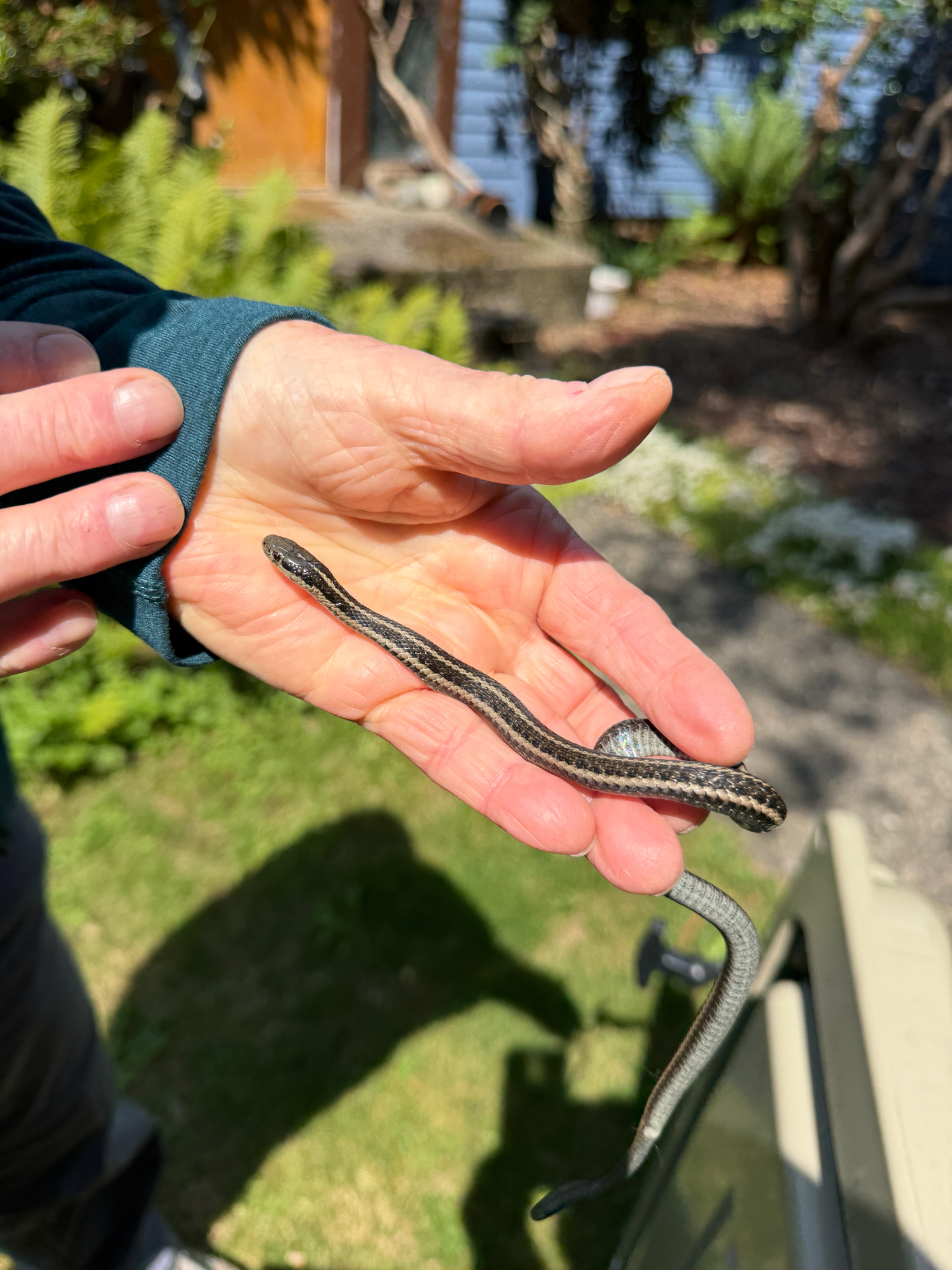 Thamnophis ordinoides