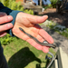 Northwestern Garter Snake