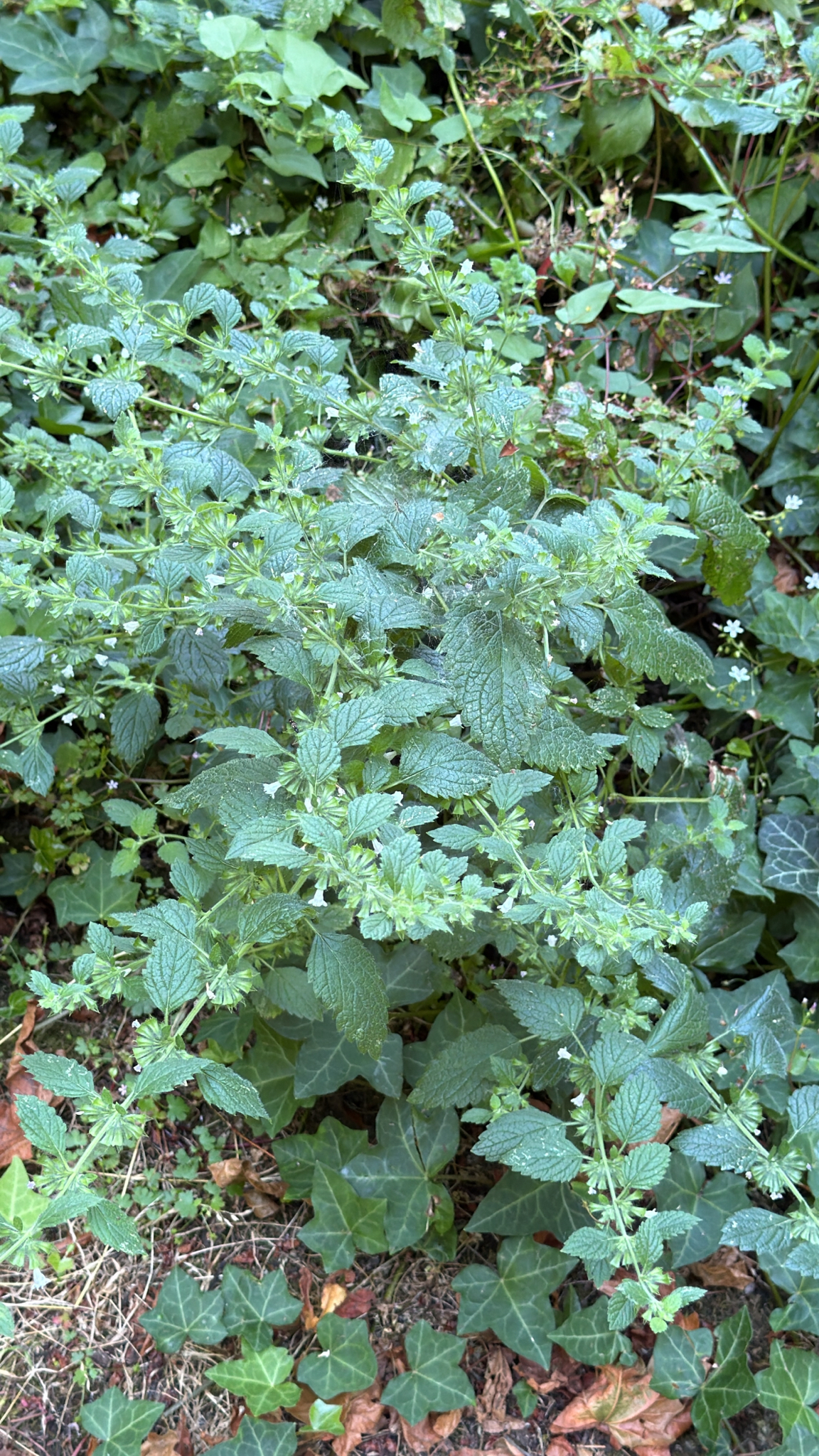 Melissa officinalis