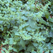 lemon balm