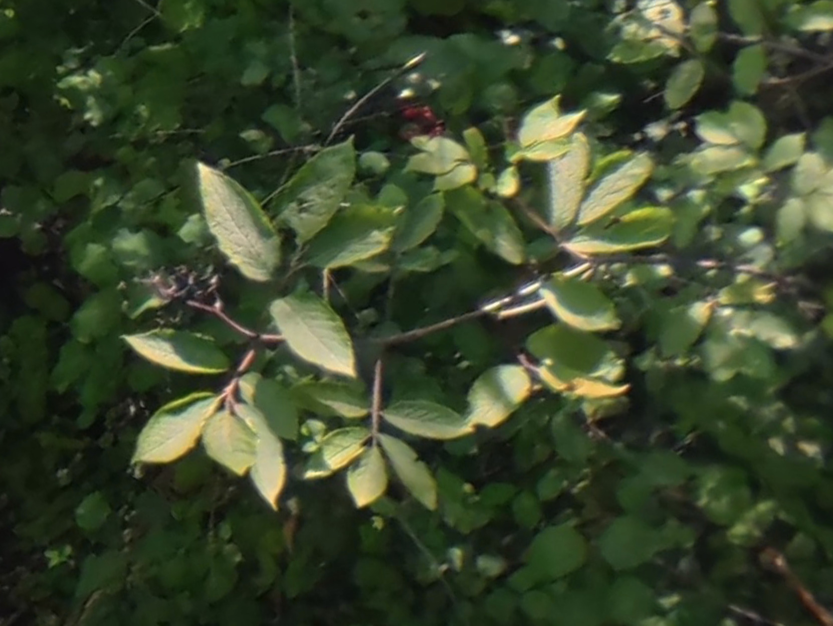 Viburnum lantana