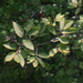 Wayfaring-tree