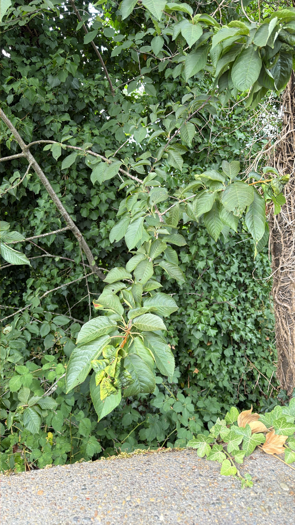 Prunus avium