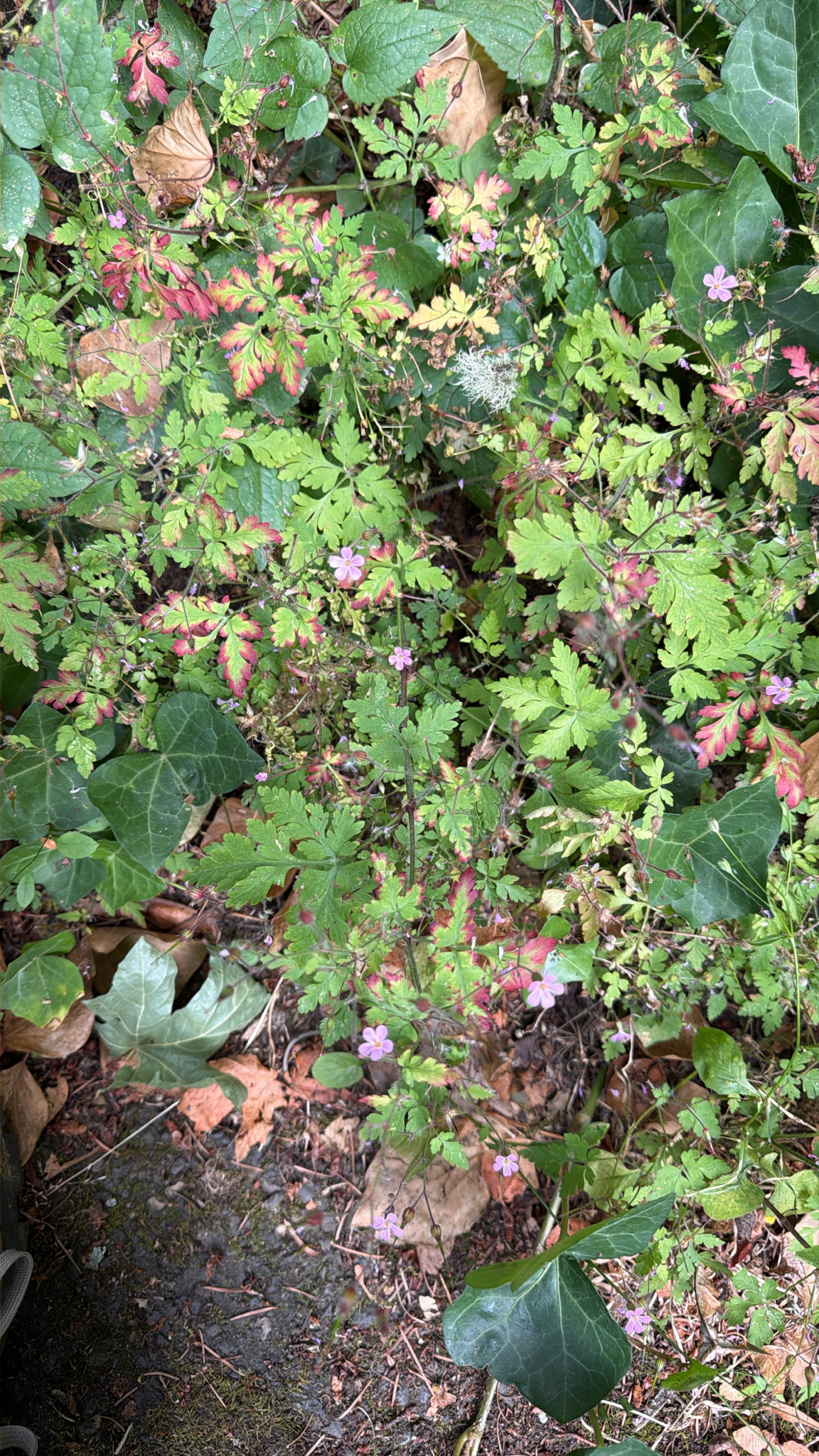 Geranium robertianum