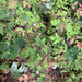 Herb Robert