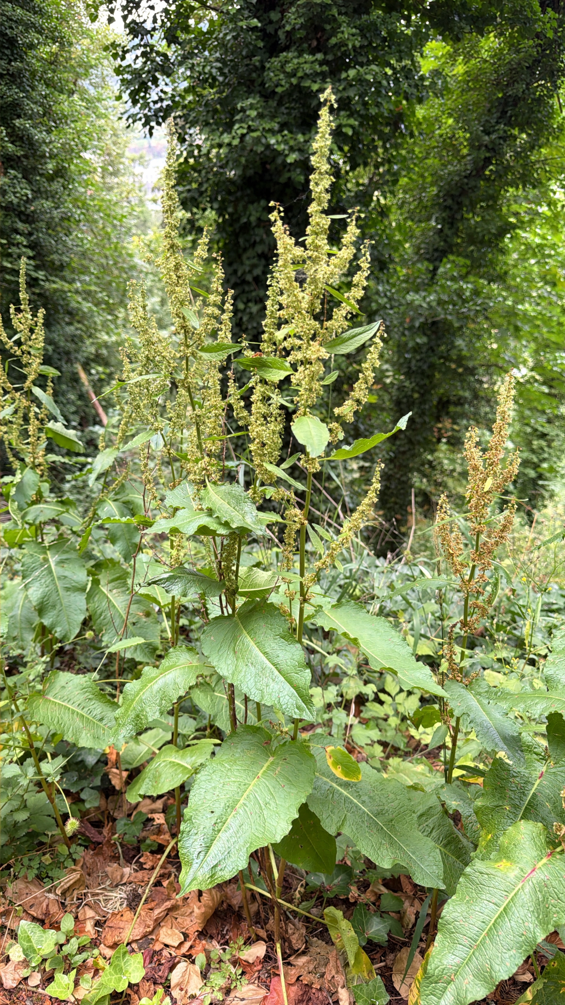 Rumex obtusifolius