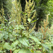 broad-leaved dock