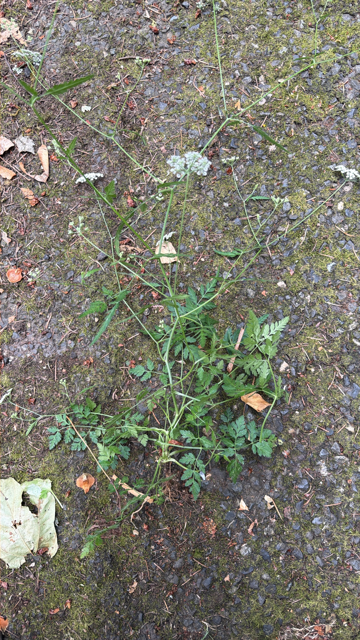 Torilis arvensis