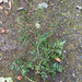common hedge parsley