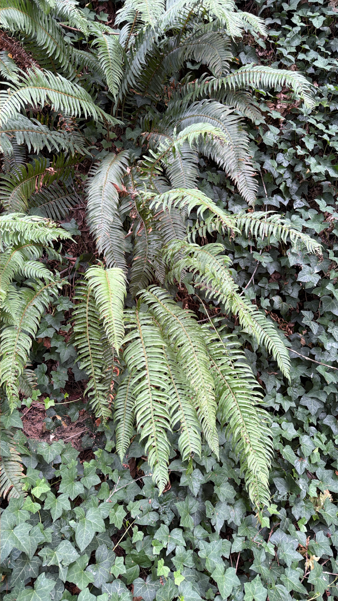 Polystichum munitum