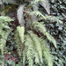 western sword fern