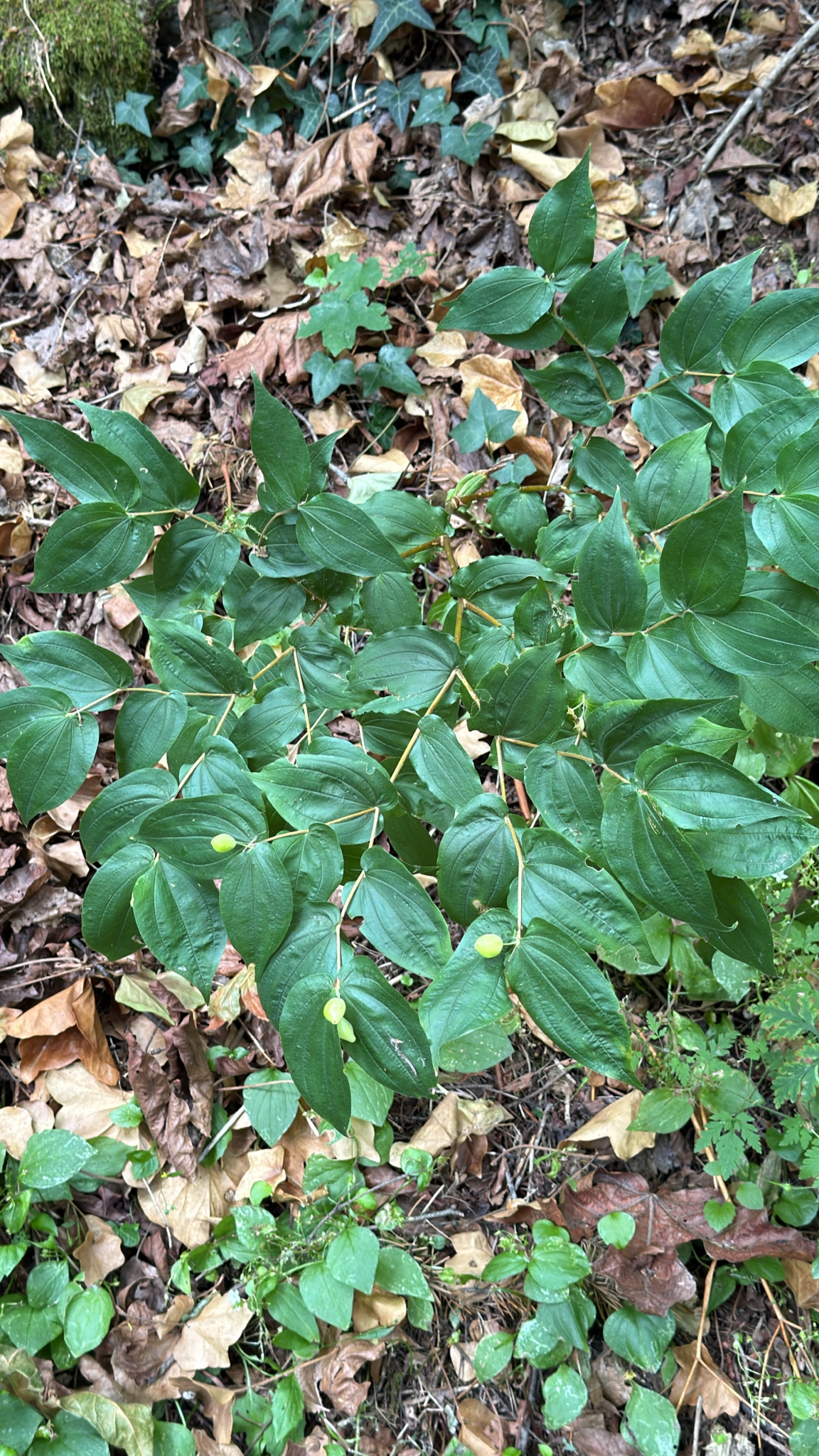Prosartes hookeri