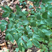 Hooker's fairybells