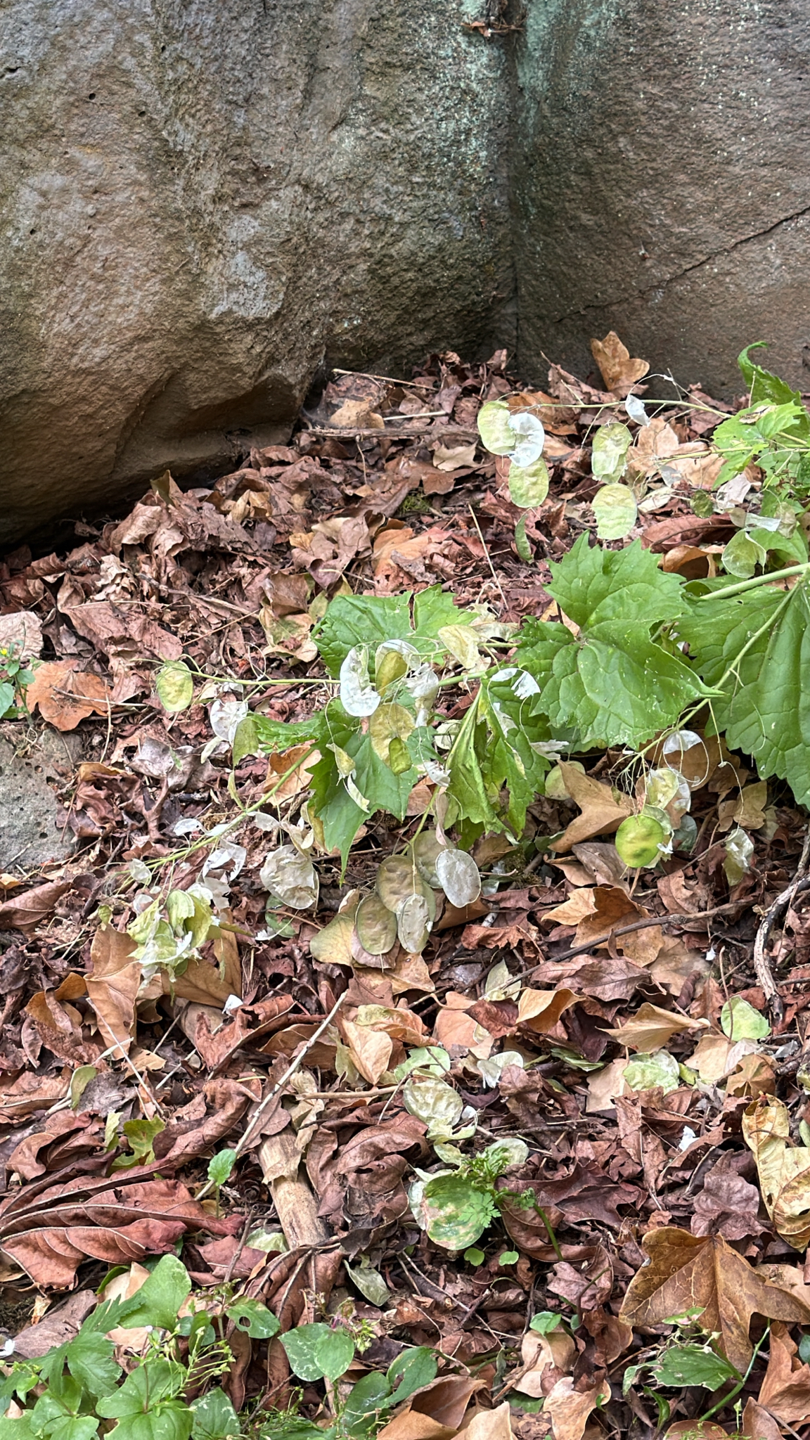 Lunaria annua