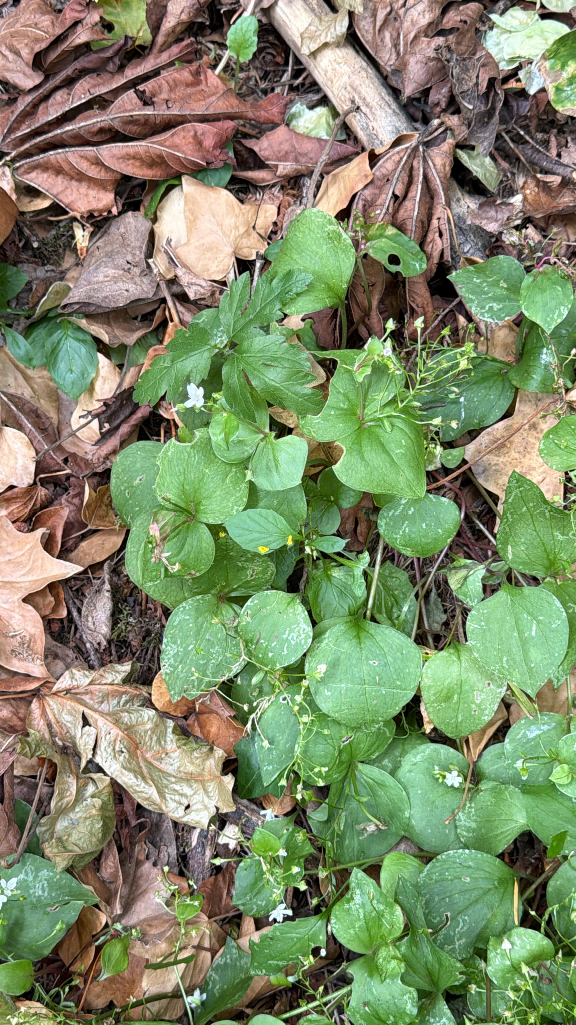 Claytonia sibirica