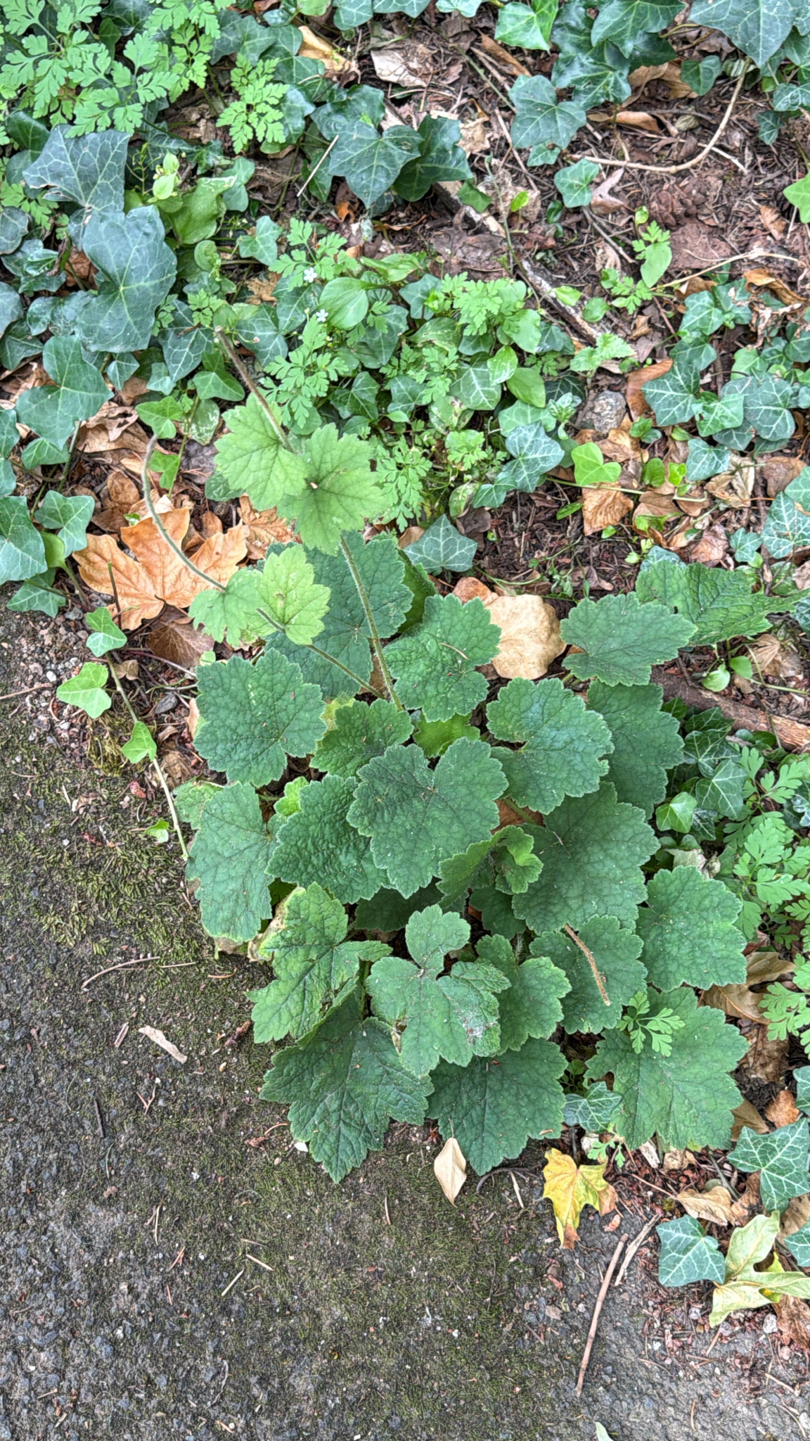 Tellima grandiflora