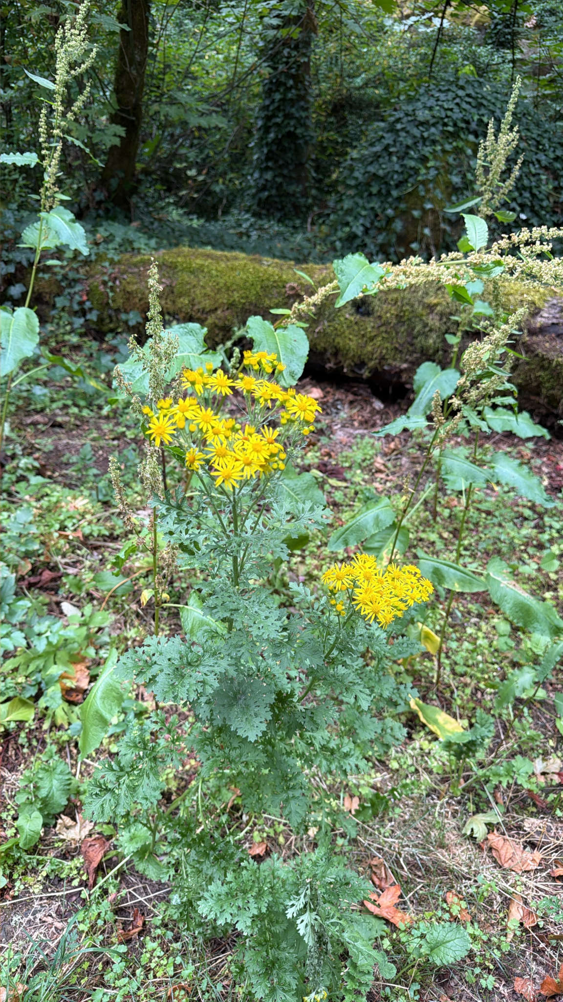 Jacobaea vulgaris