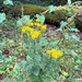 ragwort