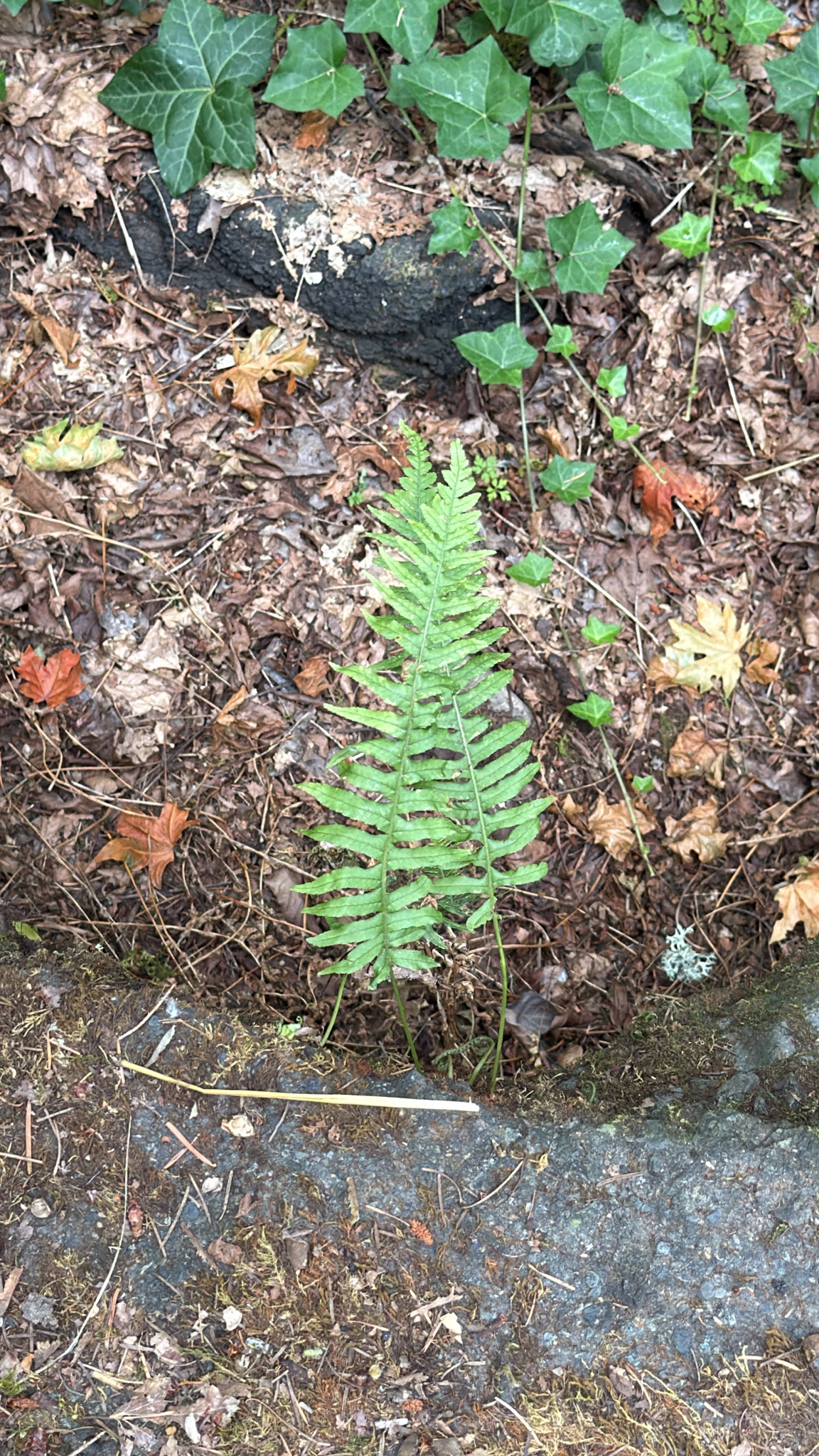 Polypodium glycyrrhiza